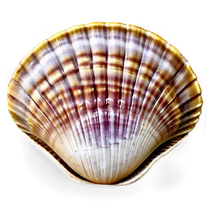 Clam Shell Background PNG Vwr