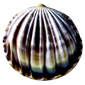 Clam Shell Charm PNG 06292024