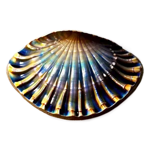 Clam Shell Decoration PNG Xci43 PNG