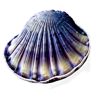 Clam Shell Illustration Png Bup PNG image