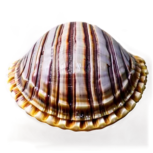 Clam Shell Mosaic PNG Rep