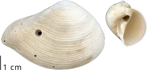 Clam Shell Specimen Comparison PNG image