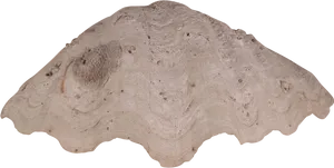 Clam Shell Texture PNG image