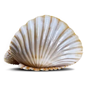 Clam Shell Vector PNG Qiy67
