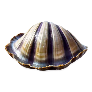 Clam Shell With Water PNG Cmf42