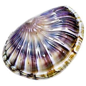 Clam Shell With Water PNG Pme18 PNG