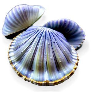 Clam Shell With Water PNG Wby