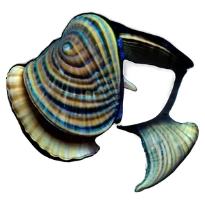 Clam Silhouette PNG Pcq95
