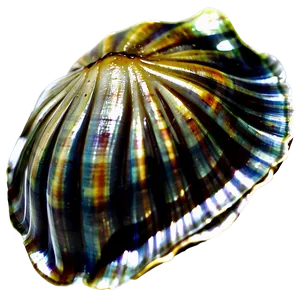 Clam Silhouette PNG Quy