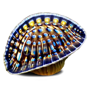 Clam With Bubbles PNG 17