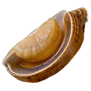Clam With Lemon Slice PNG Axo