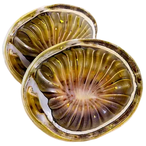 Clam With Lemon Slice PNG Ema