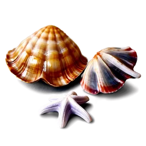 Clam With Starfish PNG Eya