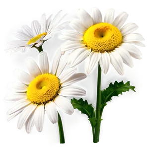 Classic Daisy Clipart Png Nfa PNG image