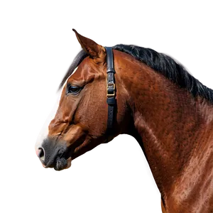 Classic Horse Head Profile Png 06122024 PNG image