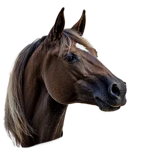 Classic Horse Head Profile Png 38 PNG image