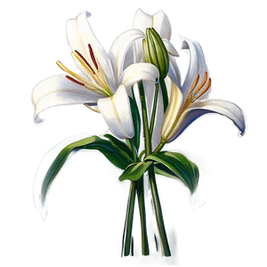 Classic Lilies Sketch Png 7 PNG image