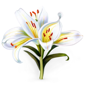 Classic Lilies Sketch Png Hug PNG image