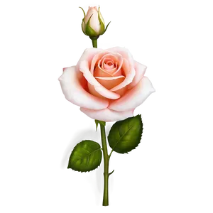 Classic Rose Design Png Pco96 PNG image