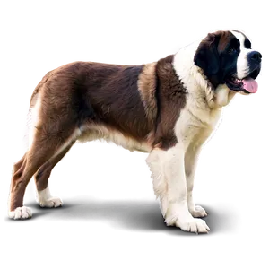 Classic St Bernard Pose PNG 06292024