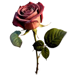 Classic Vintage Rose PNG 06292024