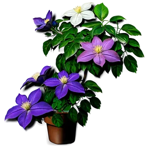 Clematis Flower Bush PNG 55