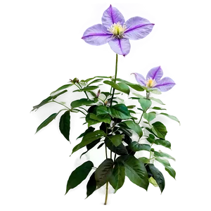 Clematis Flower Bush PNG 79