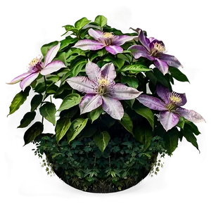Clematis Flower Bush PNG Jhd