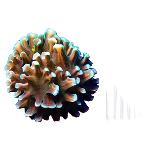 Climate Change And Coral PNG 68