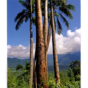 Climate Change And Deforestation Png Plt15 PNG image