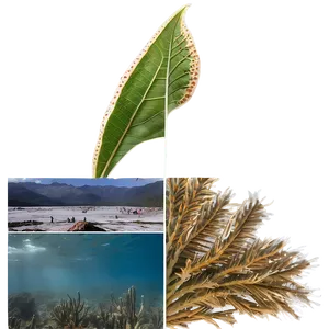Climate Change Effects On Biology PNG 40