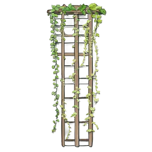 Climbing Plants For Trellis Png 51 PNG image