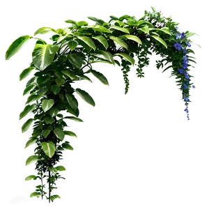 Climbing Plants Png 46 PNG image