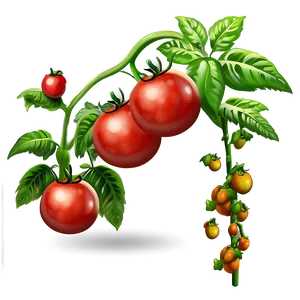 Climbing Tomato Plant PNG 06212024