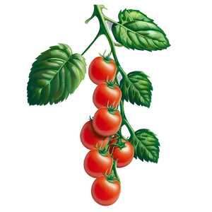 Climbing Tomato Plant PNG Mds