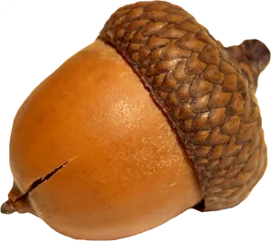 Close Up Acorn Isolated PNG