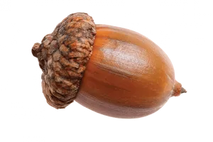 Close Up Acorn Texture Background PNG