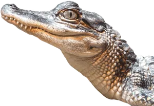 Close Up Alligator Portrait