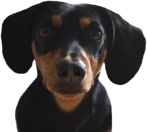 Close Up Blackand Tan Dachshund Puppy PNG image