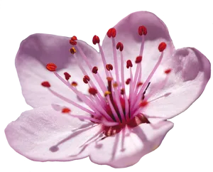 Close Up Cherry Blossom Black Background