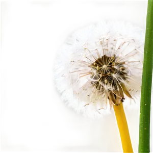 Close-up Dandelion Fluff PNG 05242024