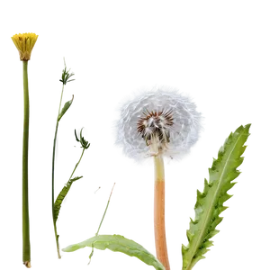 Close-up Dandelion Fluff PNG 05242024