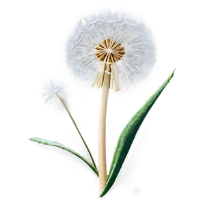 Close-up Dandelion Fluff PNG Alg33