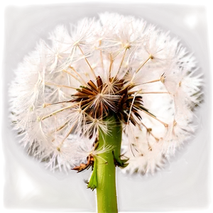 Close-up Dandelion Fluff PNG Orm