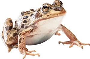 Close Up Frog Isolatedon Black