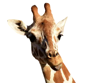 Close Up Giraffe Portrait PNG image