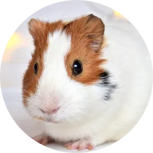 Close Up Guinea Pig Portrait PNG image