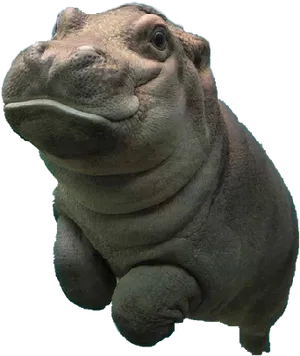 Close Up Hippo Portrait PNG