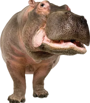 Close Up Hippo Smiling