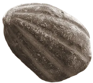 Close Up Imageof Squash Seed PNG image
